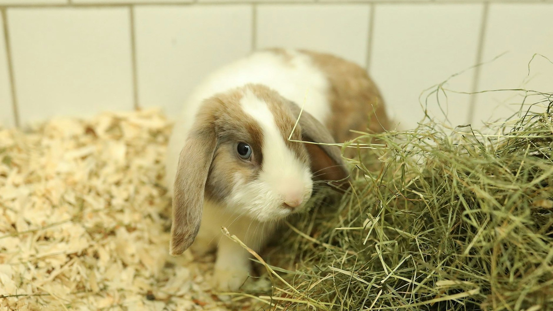 Kaninchen Nummer zwei guckt noch etwas ängstlich, wird aber im neuen Zuhause schnell Vertrauen finden.