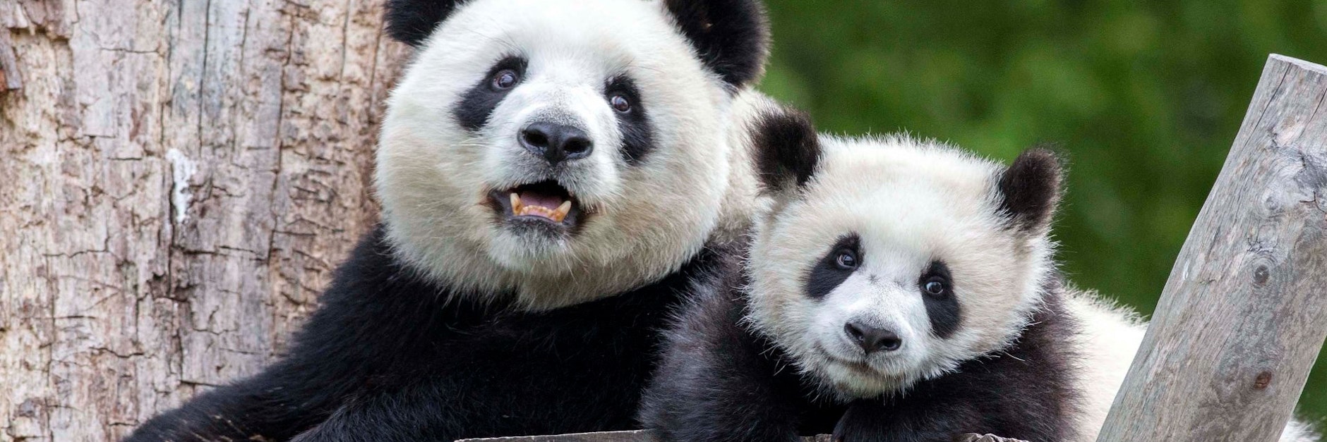 Liegt ganz eng bei Meng Meng: Panda-Junge Pit liebt die Zweisamkeit mit seiner Mama.