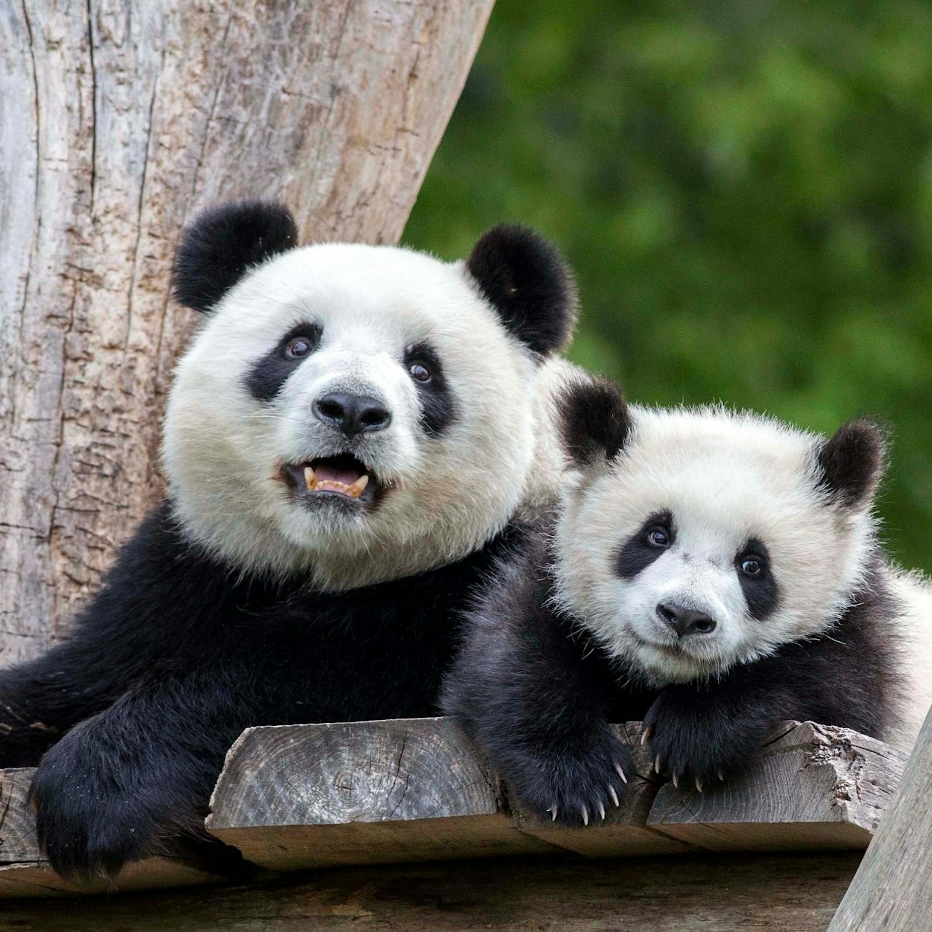 Pit und Paule: Raten Sie mal, wer ist der Faule?