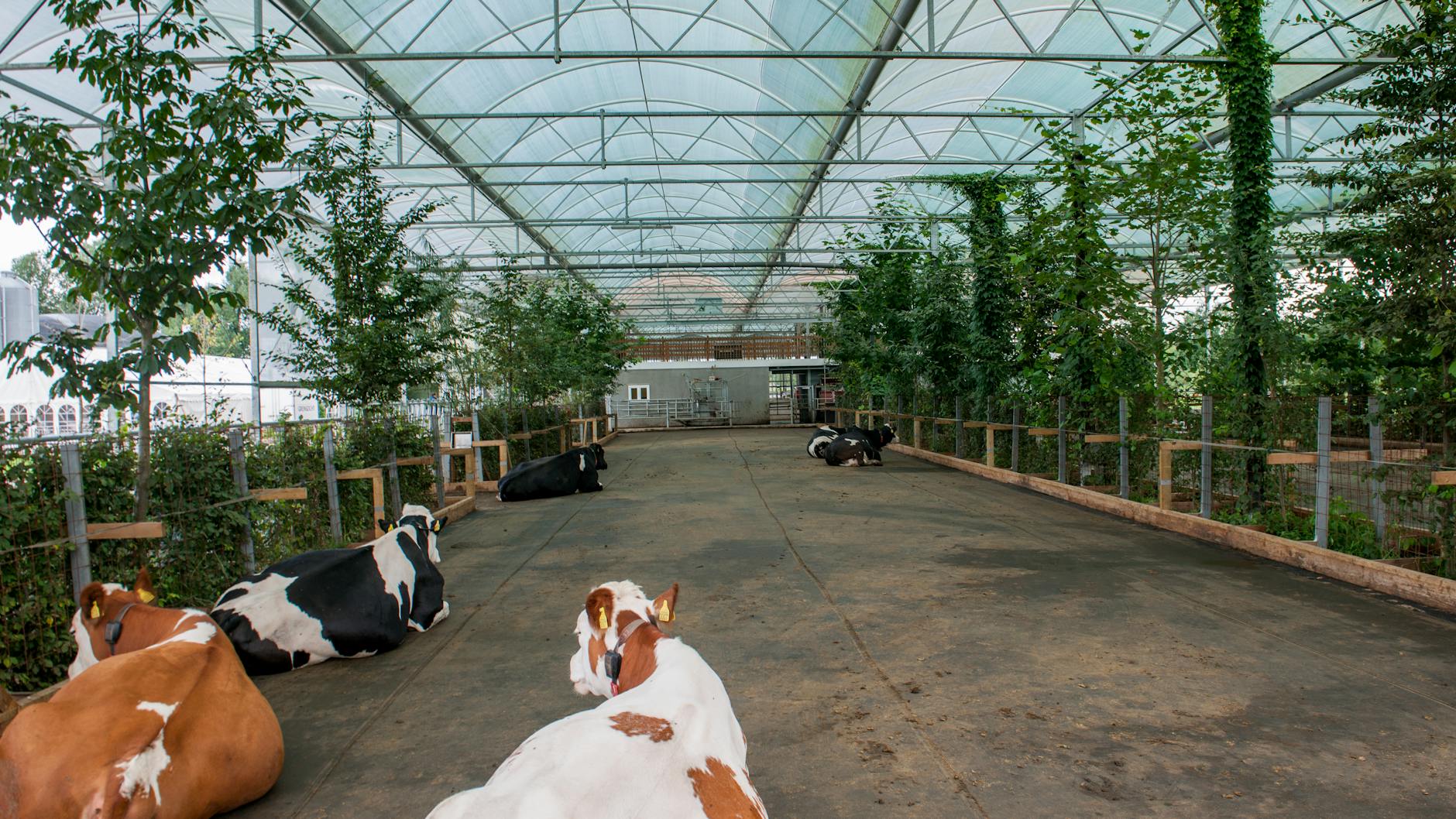 So soll der Kuhstall von morgen aussehen. Die Dresdner Vorgebirgs Agrar AG errichtet im sächsischen Kleincarsdorf diesen Gartenstall für Kühe.