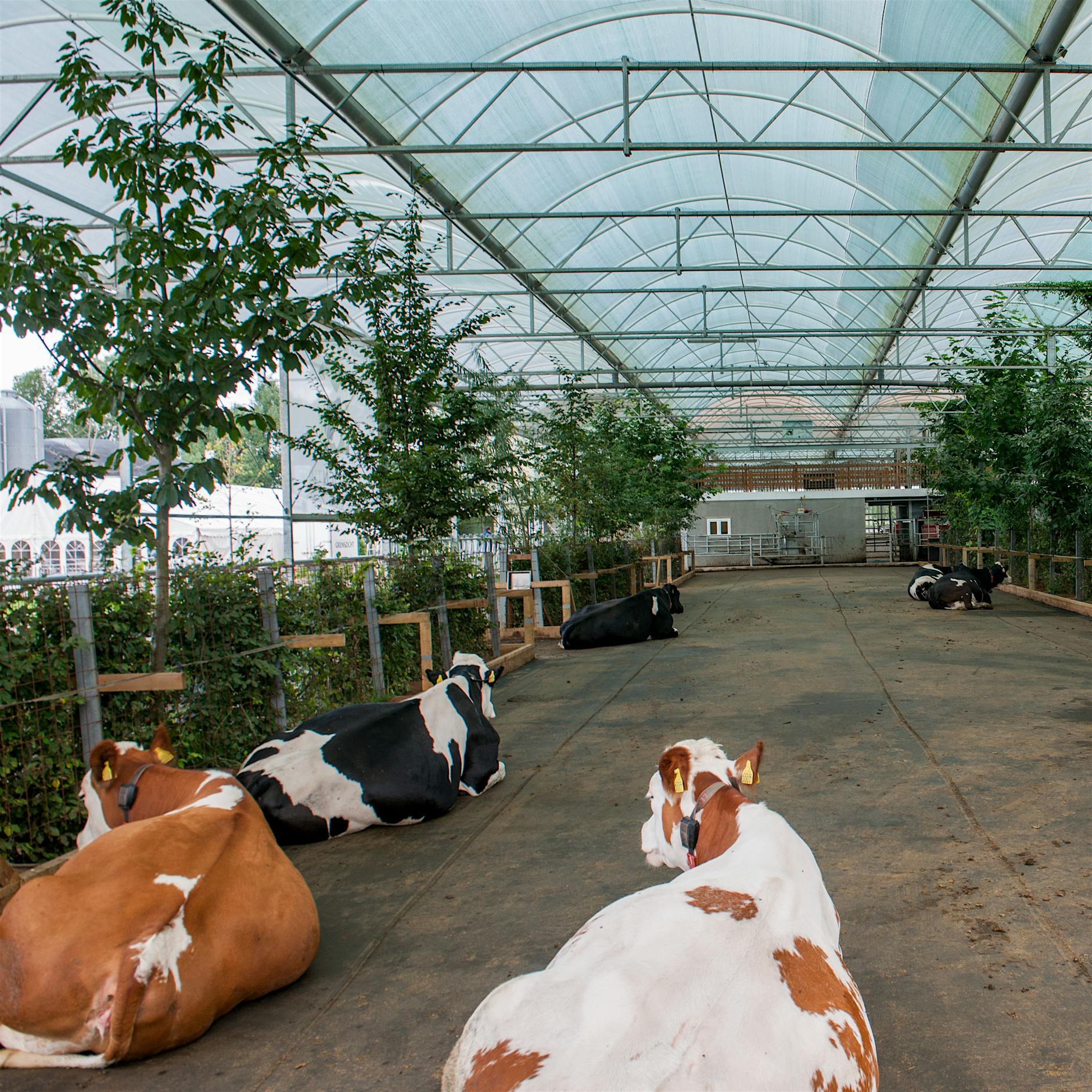 Künstliche Intelligenz soll jetzt auch den Kuhstall erobern