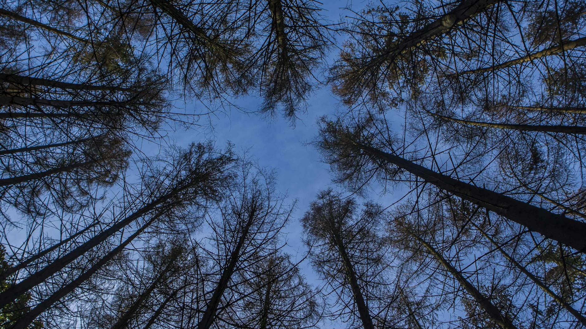 Vertrocknete Fichten im Rhein-Sieg-Kreis (NRW).