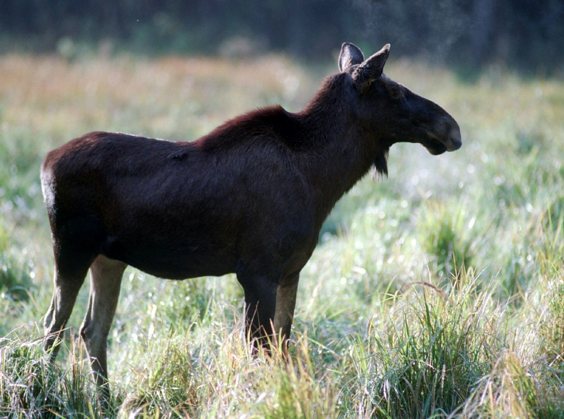 Elche in Brandenburg Der König der Wälder ist zurück