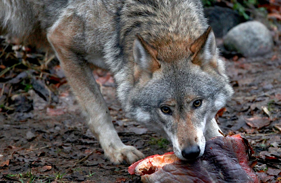 Das Brandenburgische Umweltministerium schätzt die Zahl der Wölfe auf 30 - 40 Tiere. Genaue Zahlen gibt es aber nicht.