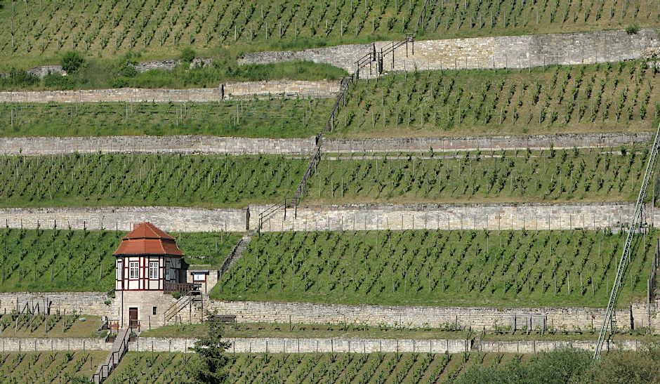 Ein Weinberg in der Nähe von Freyburg.