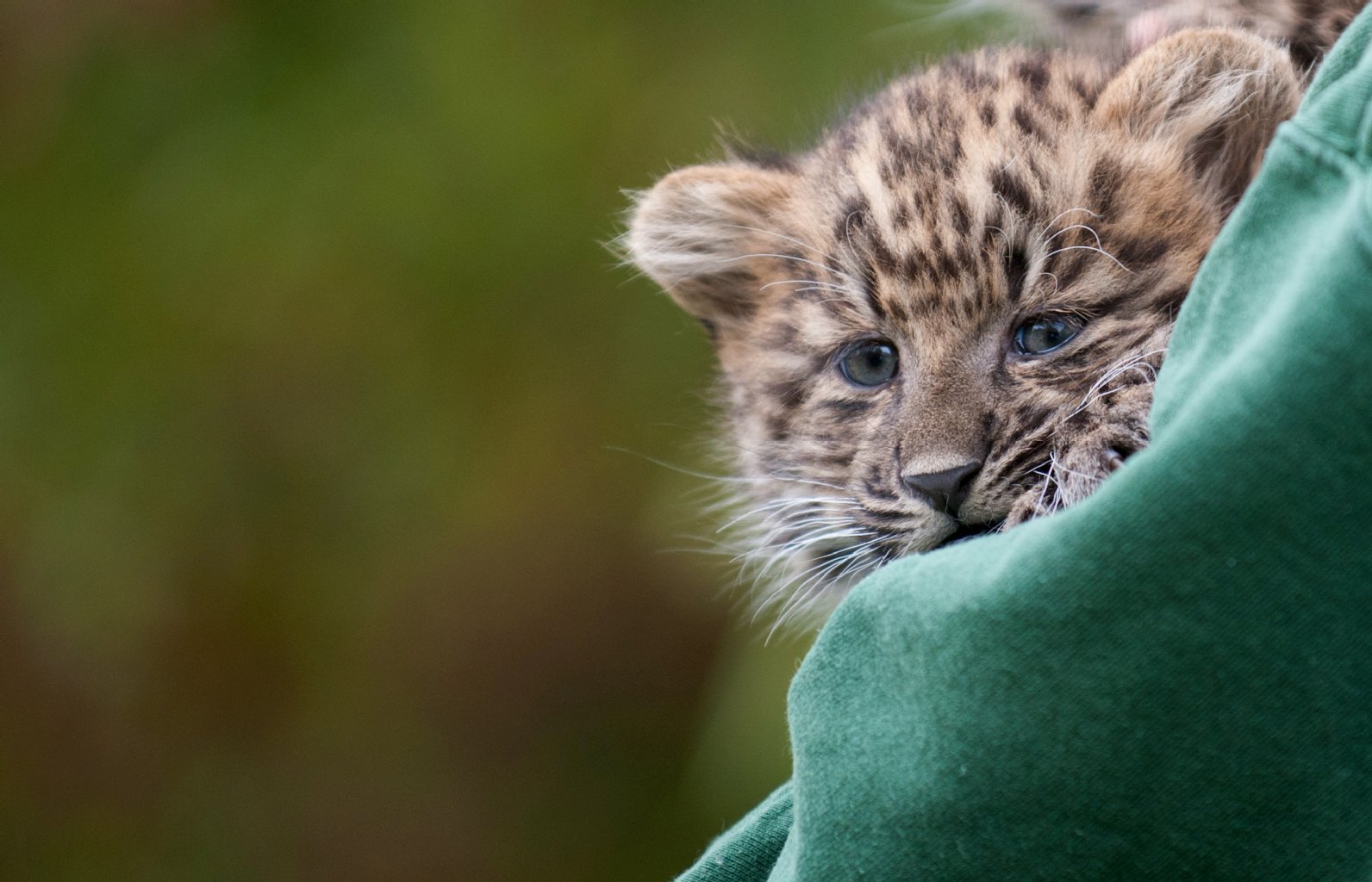 Im Tierpark Berlin werden zwei Leopardenbabys das erste Mal nach ihrer Geburt der Öffentlichkeit gezeigt (05.10.2012).