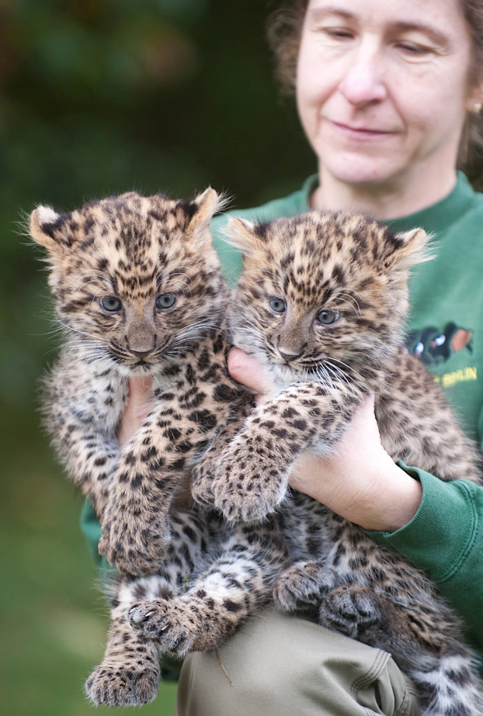 Mor und May wurden von Pflegerin Petra Schroeder für die erste öffentliche Vorstellung am Freitag kurz auf den Arm genommen. Die beiden weiblichen China-Leoparden wurden am 4. August im Tierpark geboren. Sie sind mit Mutter Noomi in der großen Schaubox im Alfred-Brehm-Haus zu sehen.