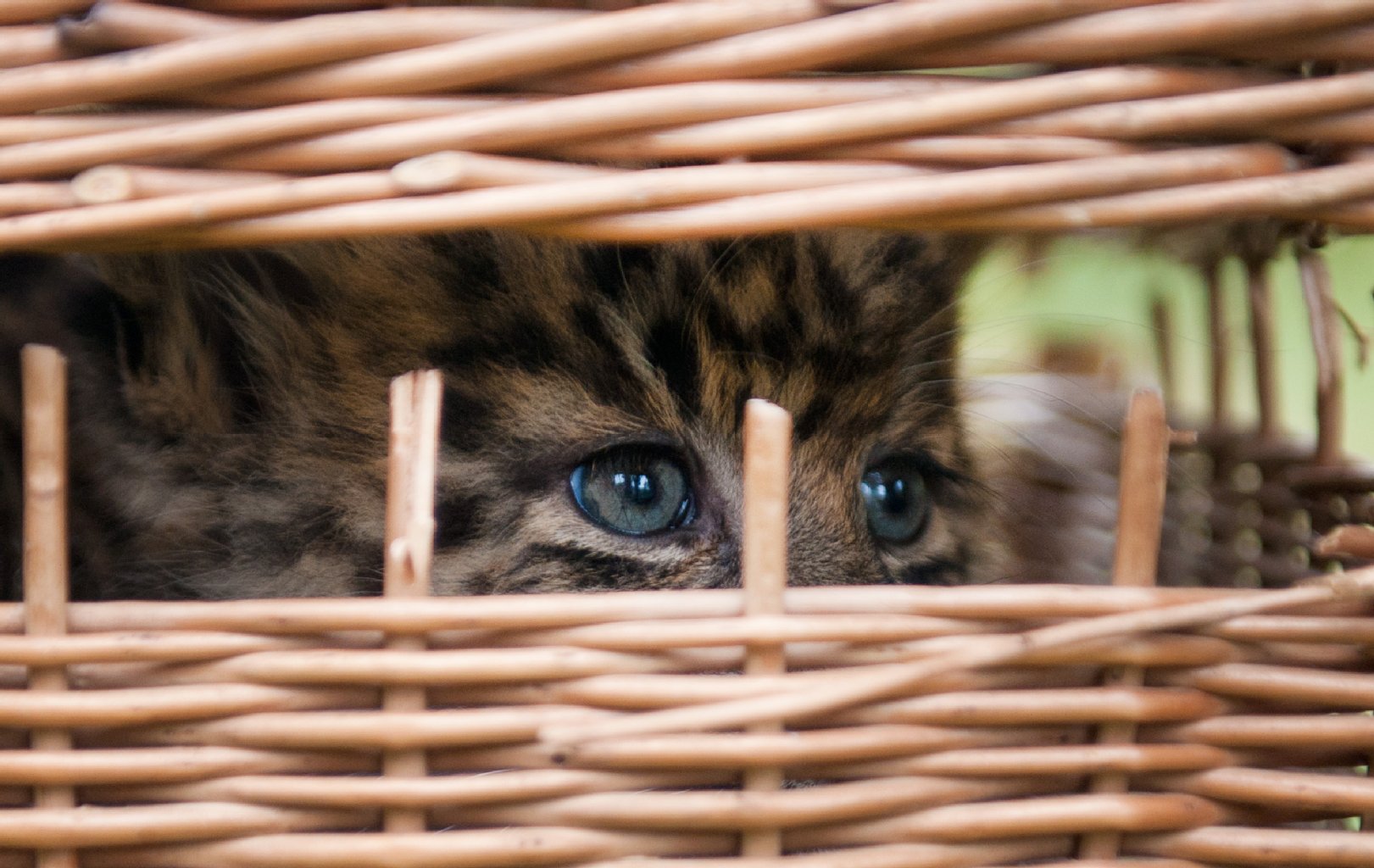 China-Leoparden gehören zu einer bedrohten Unterart.
