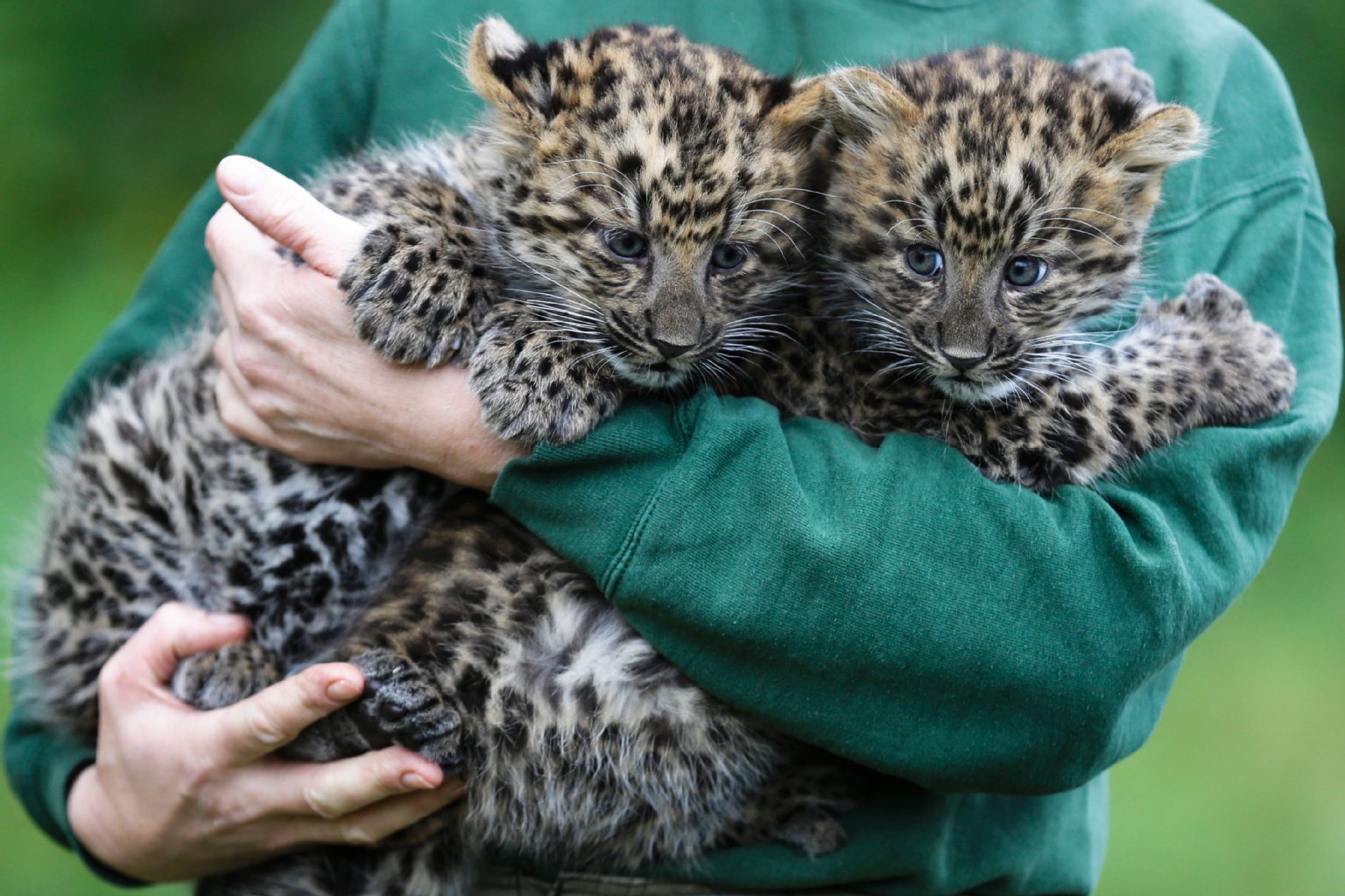 Die acht Wochen alten Leoparden wiegen 2,5 und 3 Kilogramm.