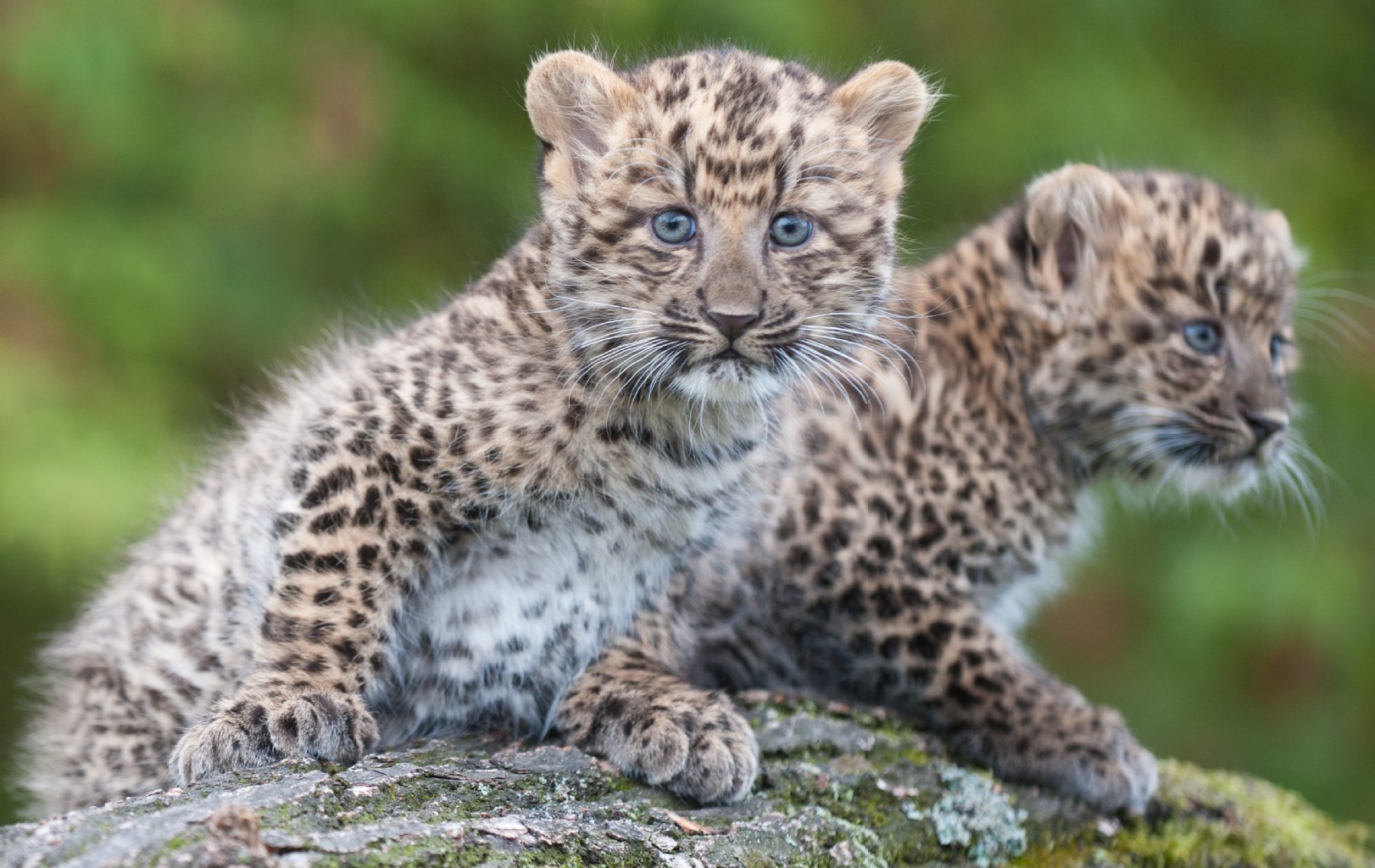 Die zwei China-Leopardenmädchen heißen "Mor" und "May".