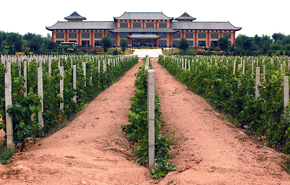 Verwegen? Größenwahnsinnig? 30 neue Weingüter wie dieses sollen in Ningxia entstehen. Der chinesische Staat hat die Förderung des Weinanbaus zum nationalen Projekt erklärt.