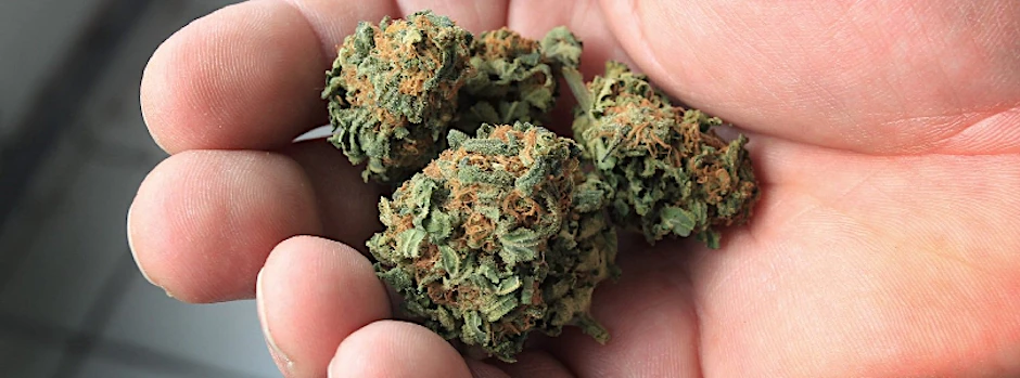 Getrocknete Cannabisblüten