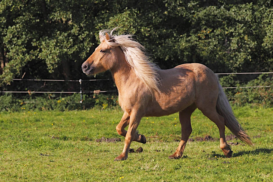 Islandpferde beherschen fünf Gangarten: Galopp, Trab, Schritt, Tölt und Pass.