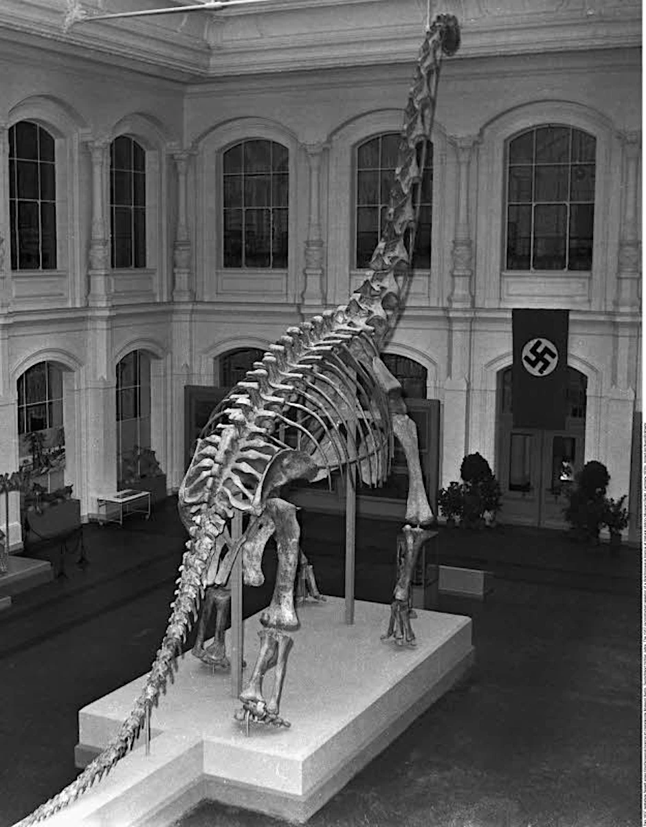 Skelett eines Brachiosaurus brancai im Naturkundemuseum Berlin, 1937.
