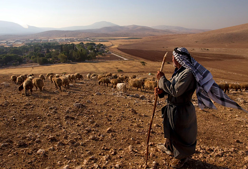 Im Jordantal weidet ein palästinensischer Hirte seine Schafe. Die Siedlung am Fuß des Hanges und ihre Gewächshäuser gehören Israelis.