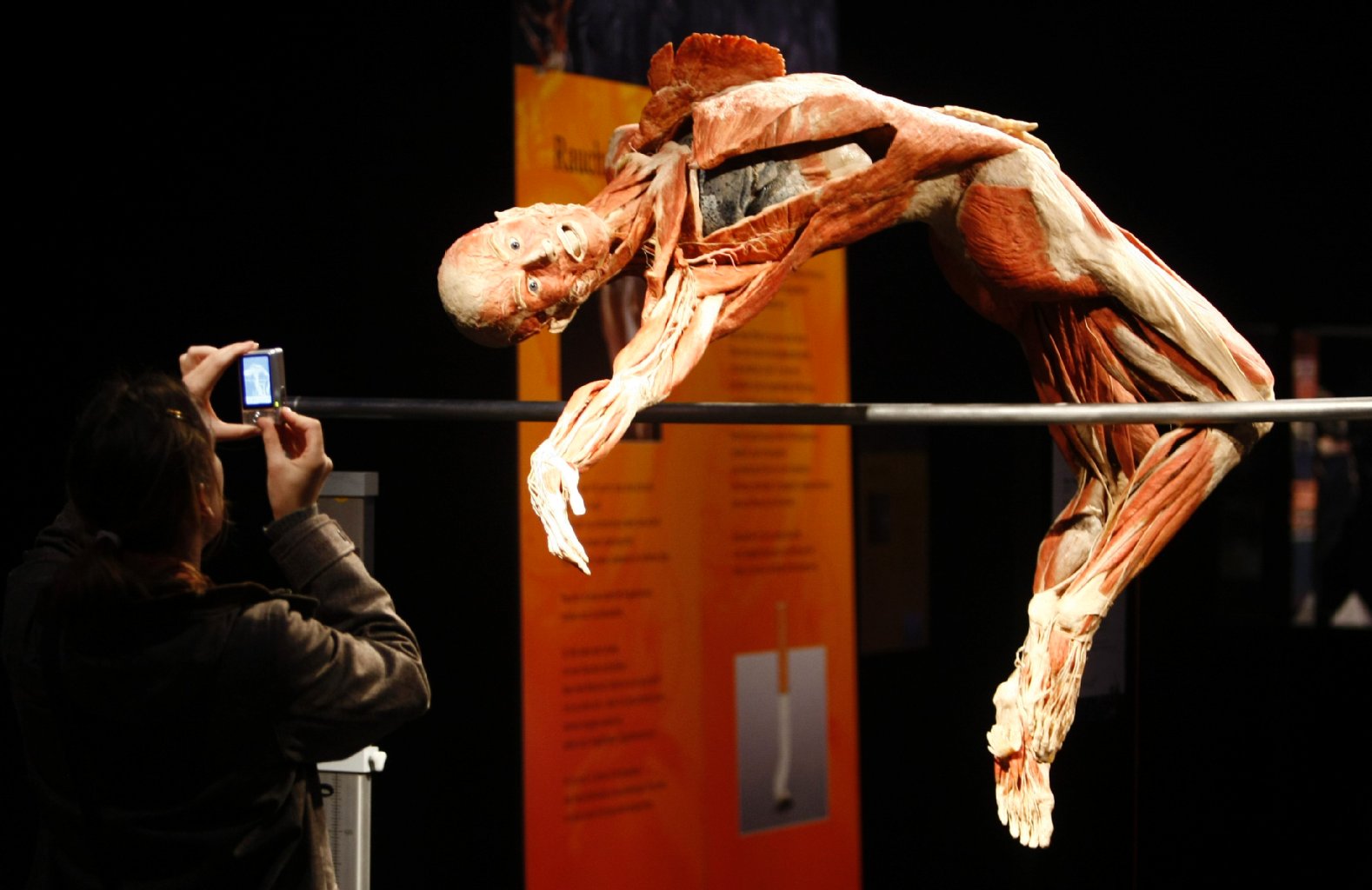 Ein plastinierter Körper in der Pose eines Hochspringers, zu sehen auf der Körperwelten Ausstellung in Berlin, 2009.