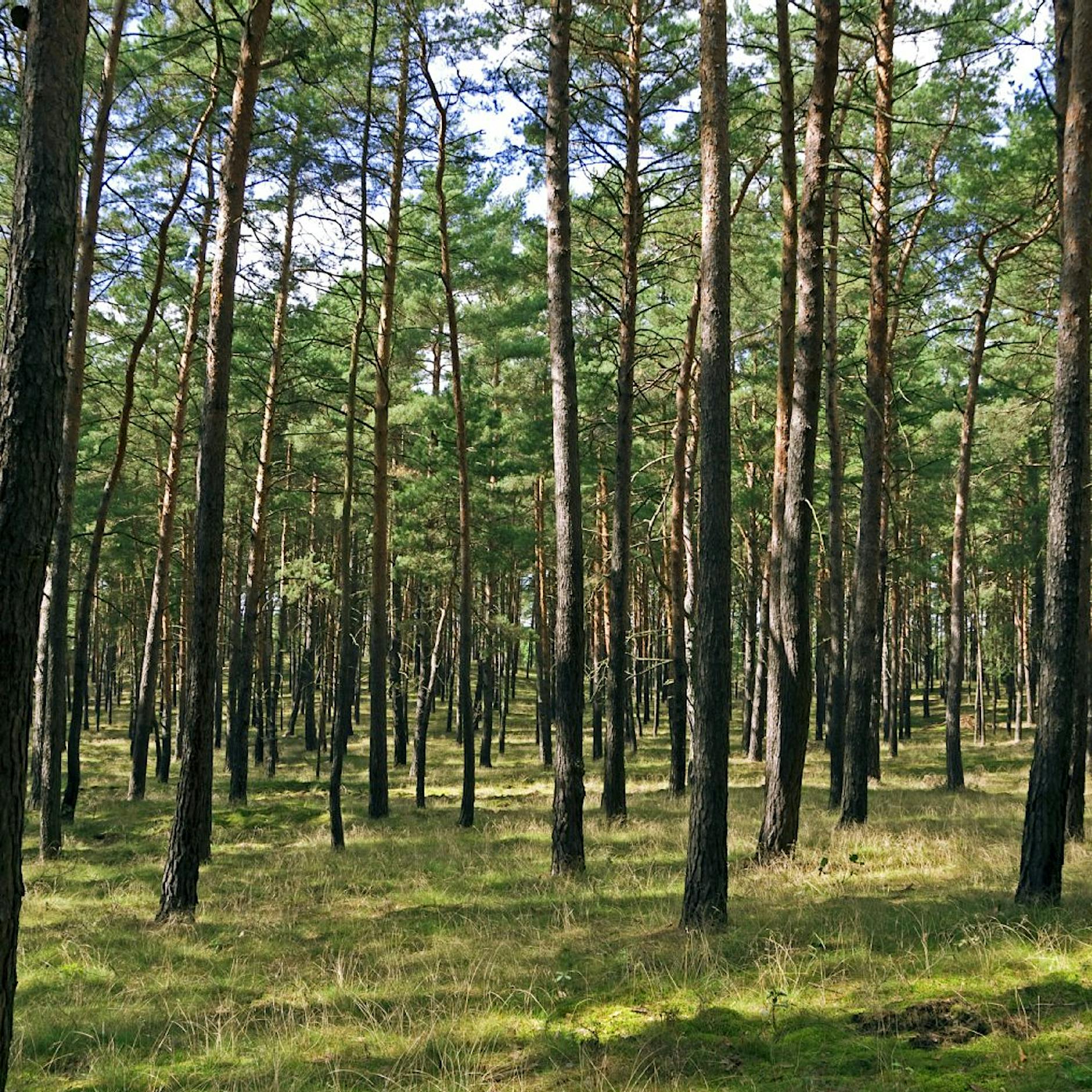 Kuwait - BRD: Heimkehr in ein fremdes Land