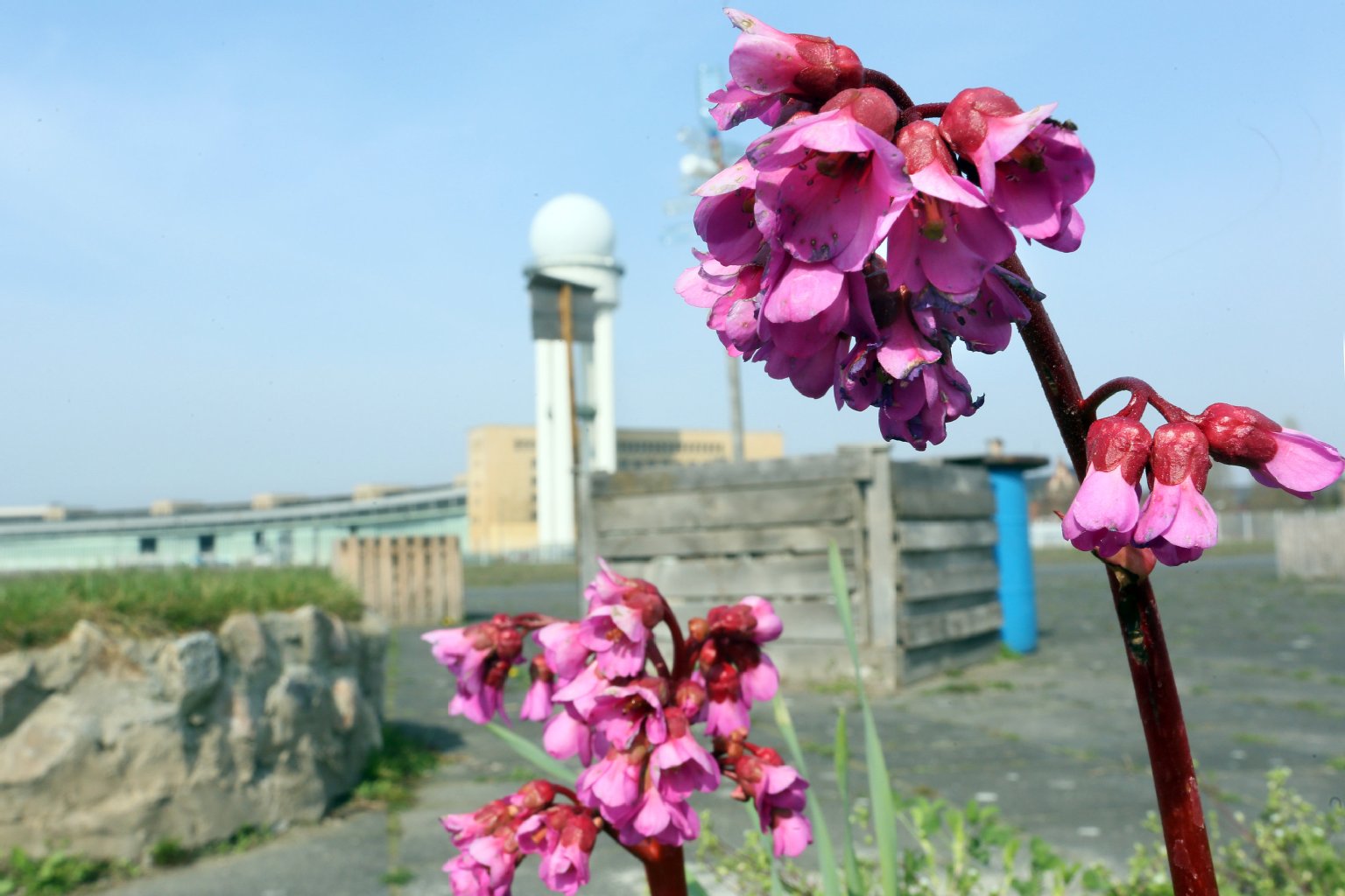 Vieles fliegt im Frühling über das Tempelhofer Feld. Doch wohin geht es mit dem Ort selbst? Das entscheiden die Berliner Bürger am 25. Mai.