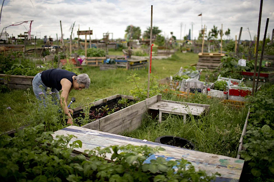 Der Gemeinschaftsgarten auf dem Tempelhofer Feld hat eine Zukunft.