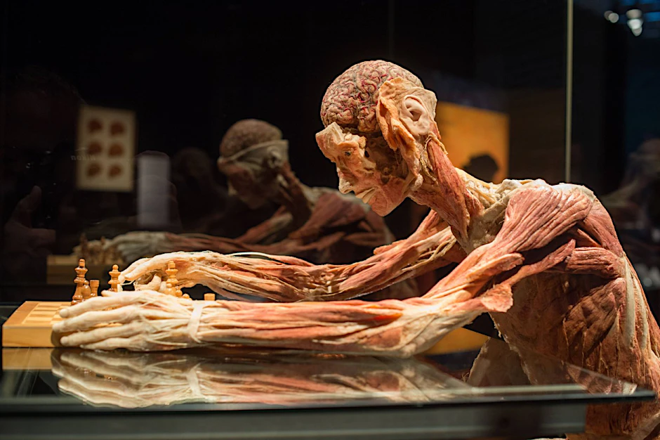 Exponat aus der Körperwelten-Ausstellung in München.