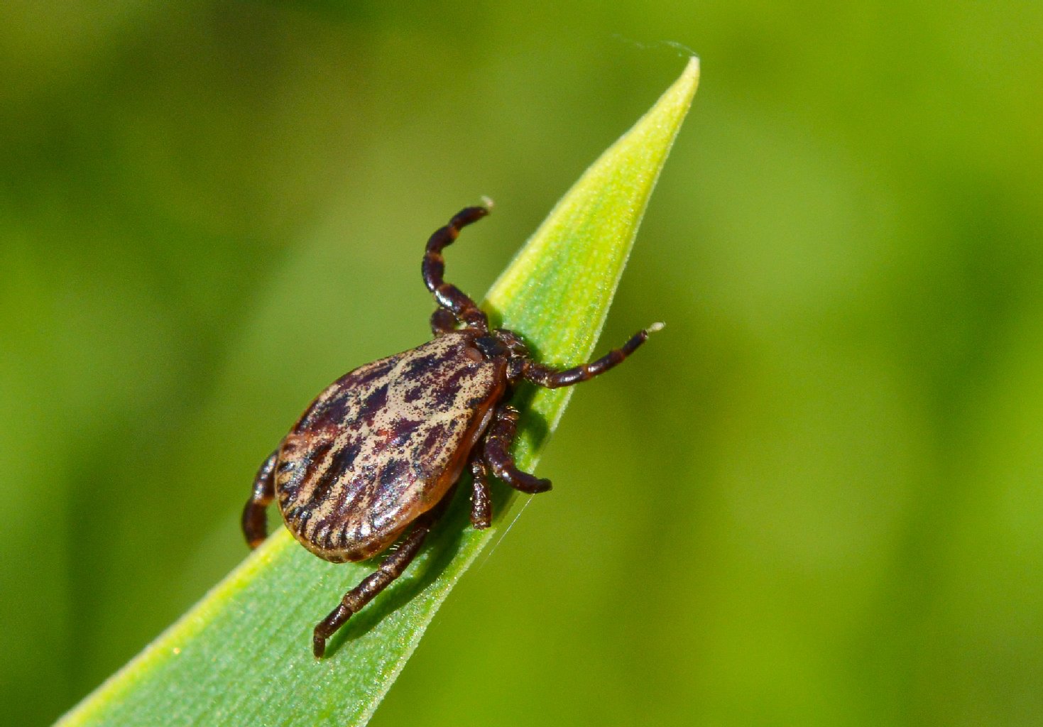 Zeckenbiss – Borreliose, FSME: Achtung, Die Zecken Beißen Wieder! So ...