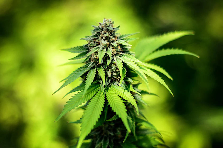 Für den - verbotenen - Anbau von Cannabis bieten verschiedene Geschäfte Zubehör wie Samen, Bewässerungs- und Entlüftungsanlagen und Halogenstrahler an.