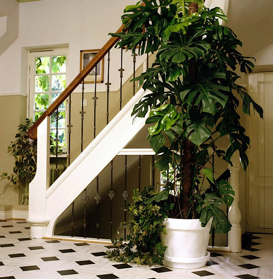 Wedelnde Blätter: Monstera deliciosa, das Fensterblatt, ist die It-Pflanze der Stunde.