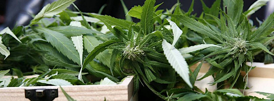 Der Erwerb, der Besitz und der Anbau von Haschisch und Marihuana ist in Deutschland grundsätzlich noch immer illegal.