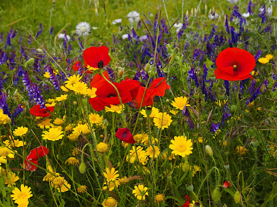 Wer Blumen und Pflanzen beschreiben und nicht nur mit seinem Handy fotografieren möchte, der bekommt Hilfe vom Pflanzenbuchklassiker „Was blüht denn da?“. Er wird 80 Jahre alt.