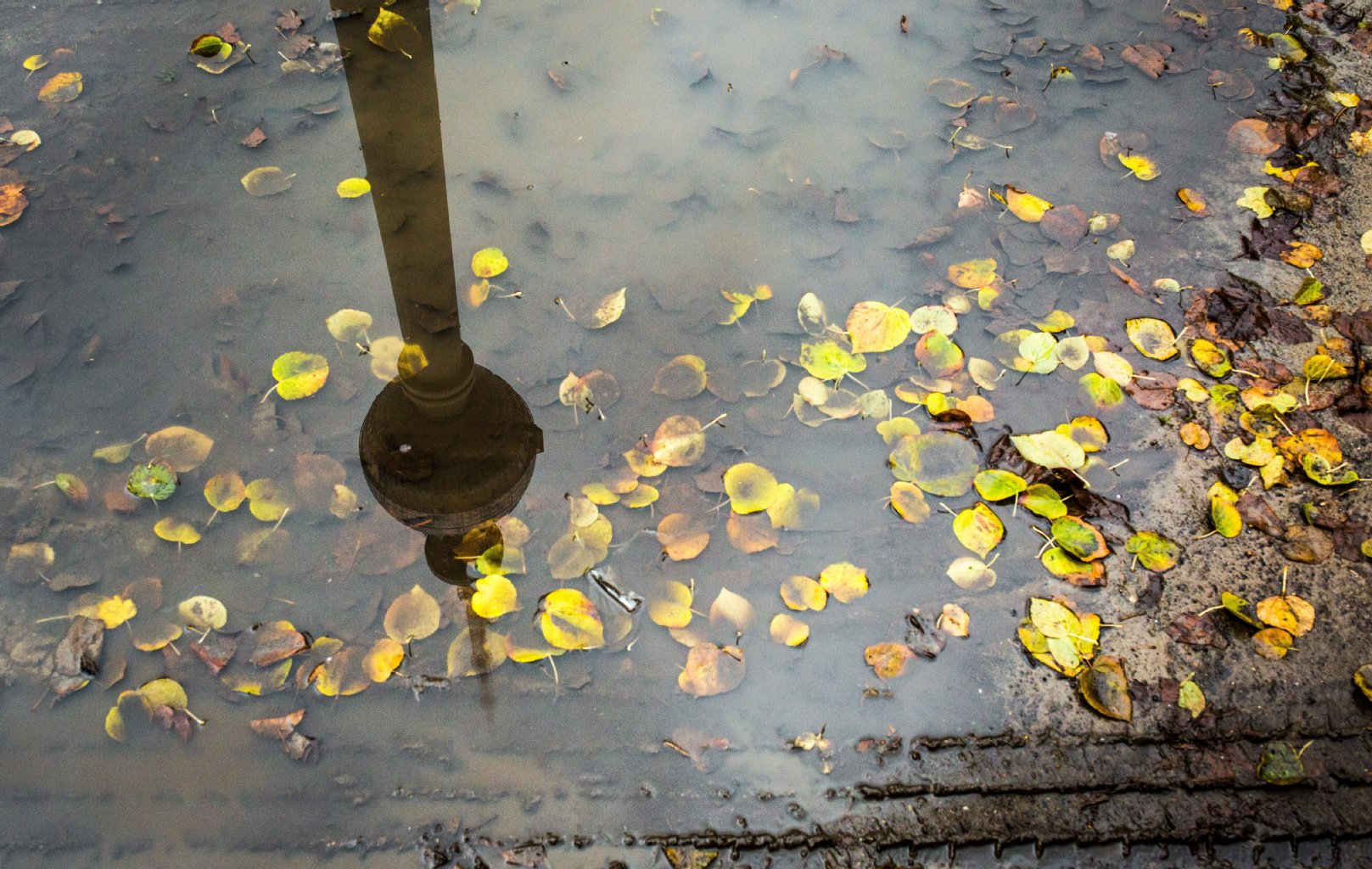 Der Fernsehturm spiegelt sich in einer Pfütze mit bunten Herbstblättern.