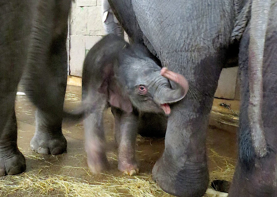 Das neugeborene Elefantenbaby steht am 01.01.2016 im Tierpark Berlin inmitten seiner Familienmitglieder.