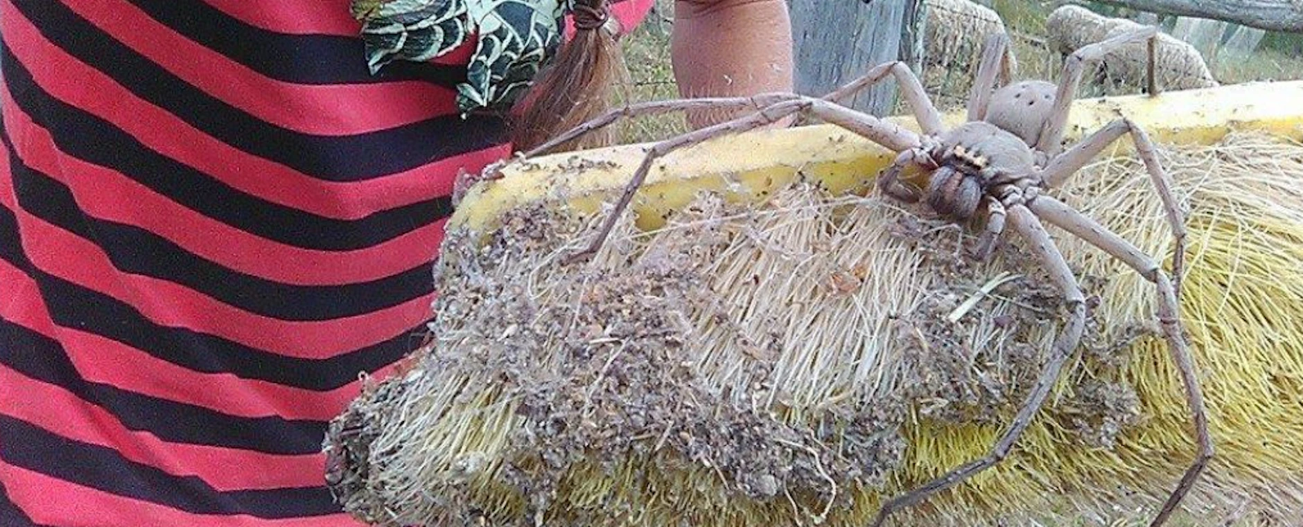 Riesenspinne aus Australien begeistert das Netz: Heteropoda Maxima gilt ...