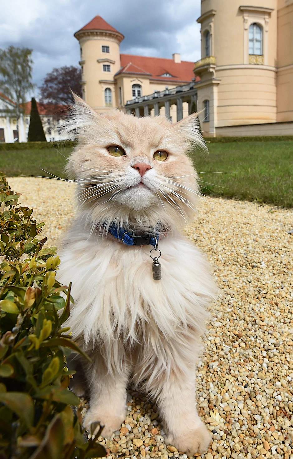 Schlosskatze Sheldon
