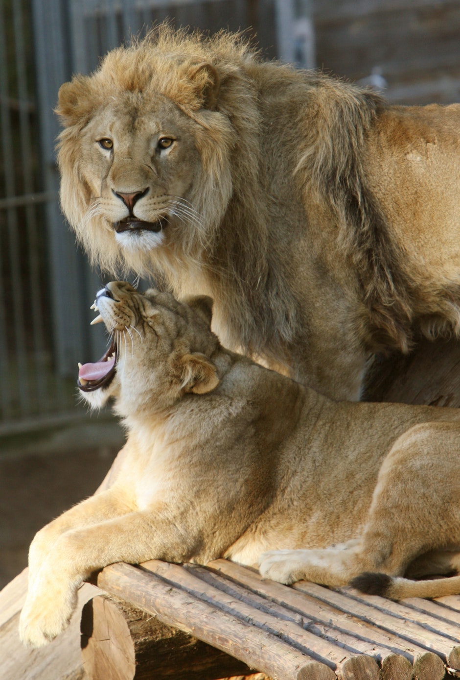 Der Ruf der Freiheit LöwenPärchen geht stiften
