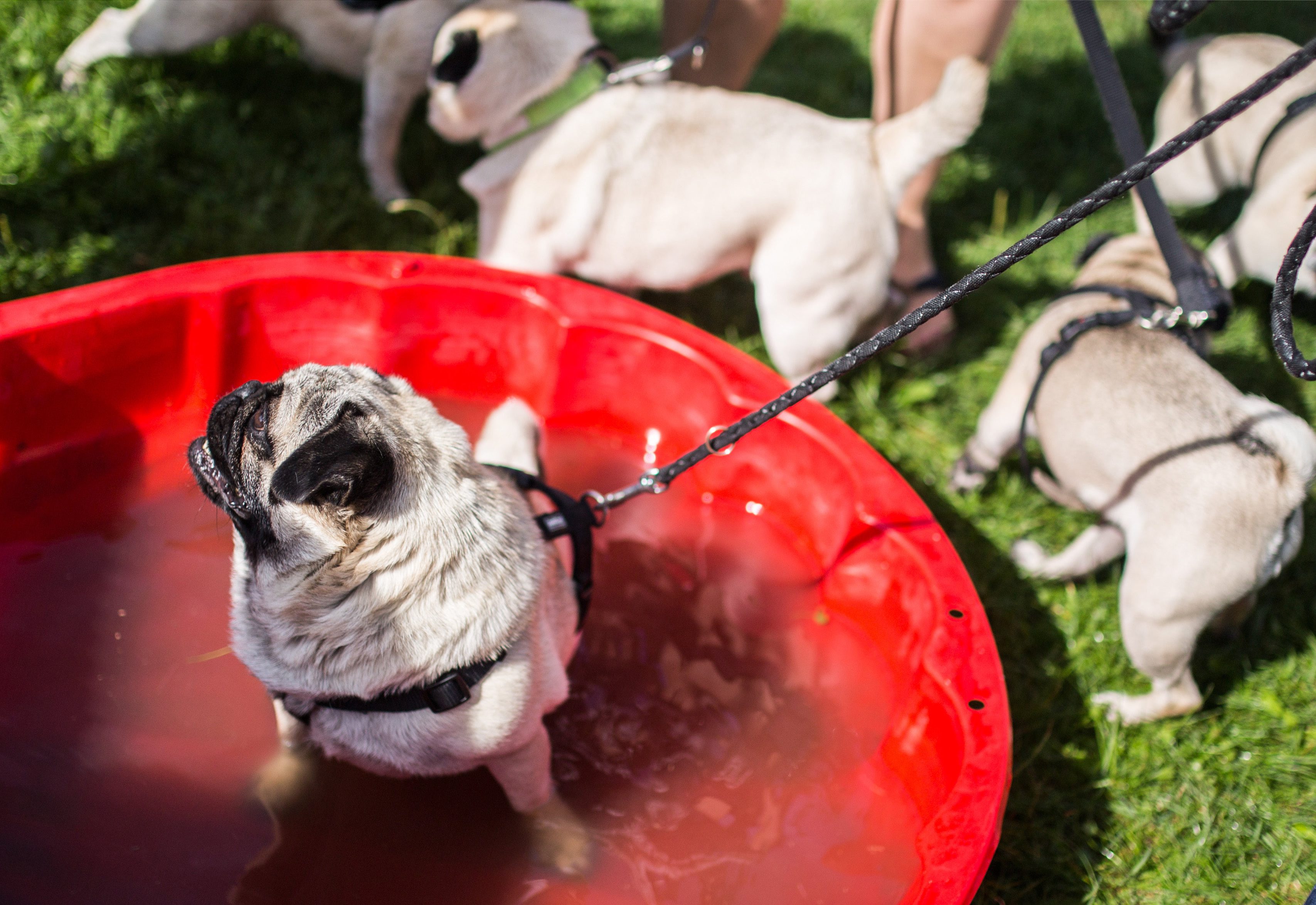 Auskühlen nach dem wilden Run: Ein Mops badet in einem Planschbecken.