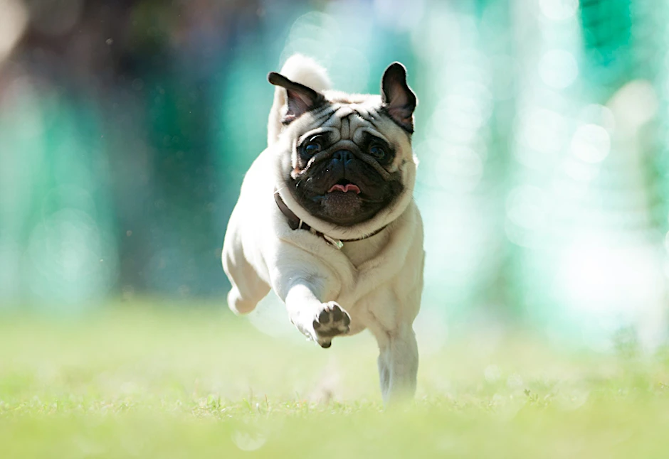 Von wegen Couchpotato. Dieser Mops macht beim 50-Meter-Rennen eine überaus fitte Figur.