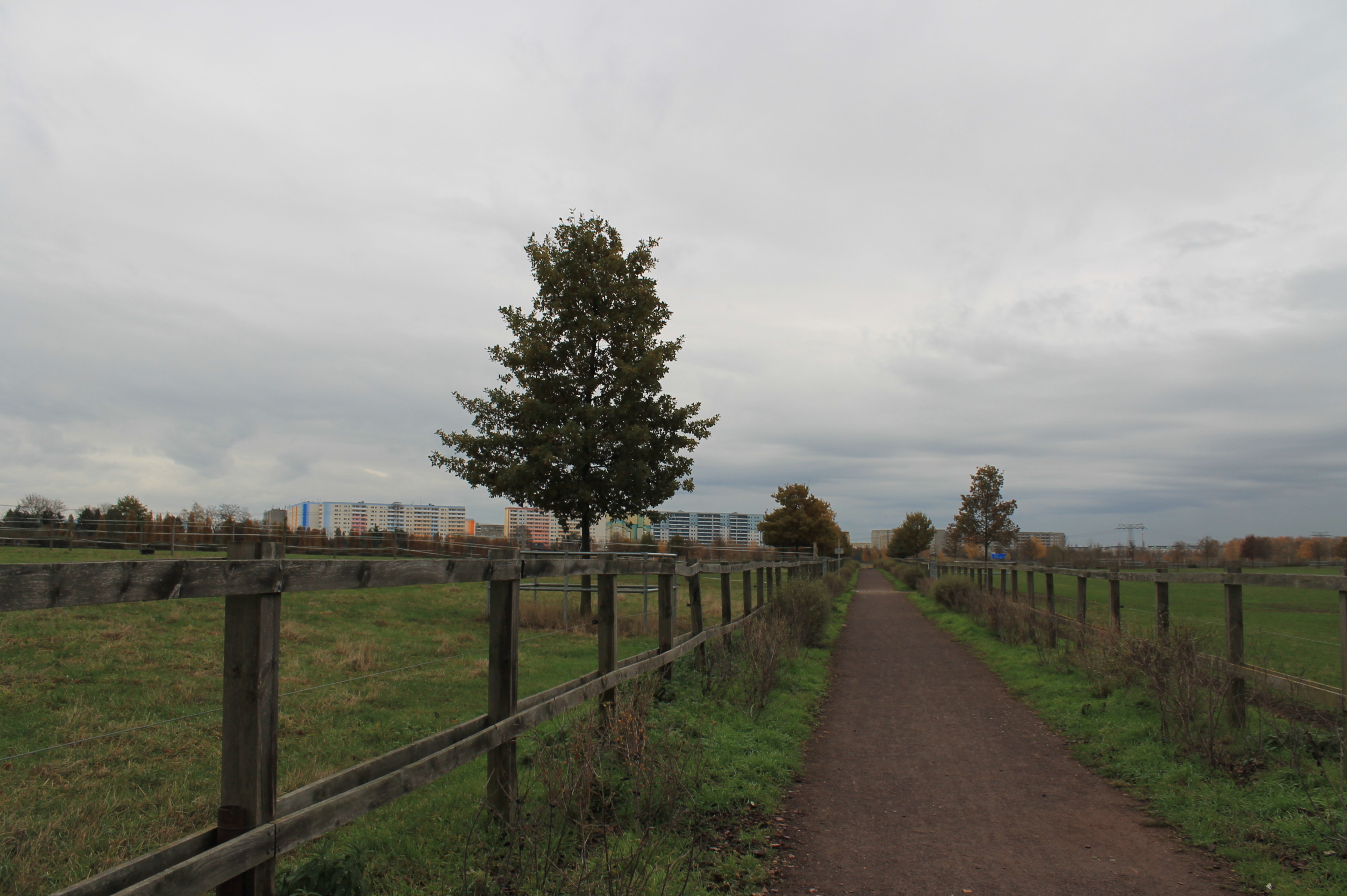 Im Landschaftspark Rudow findet man auch Weideflächen.