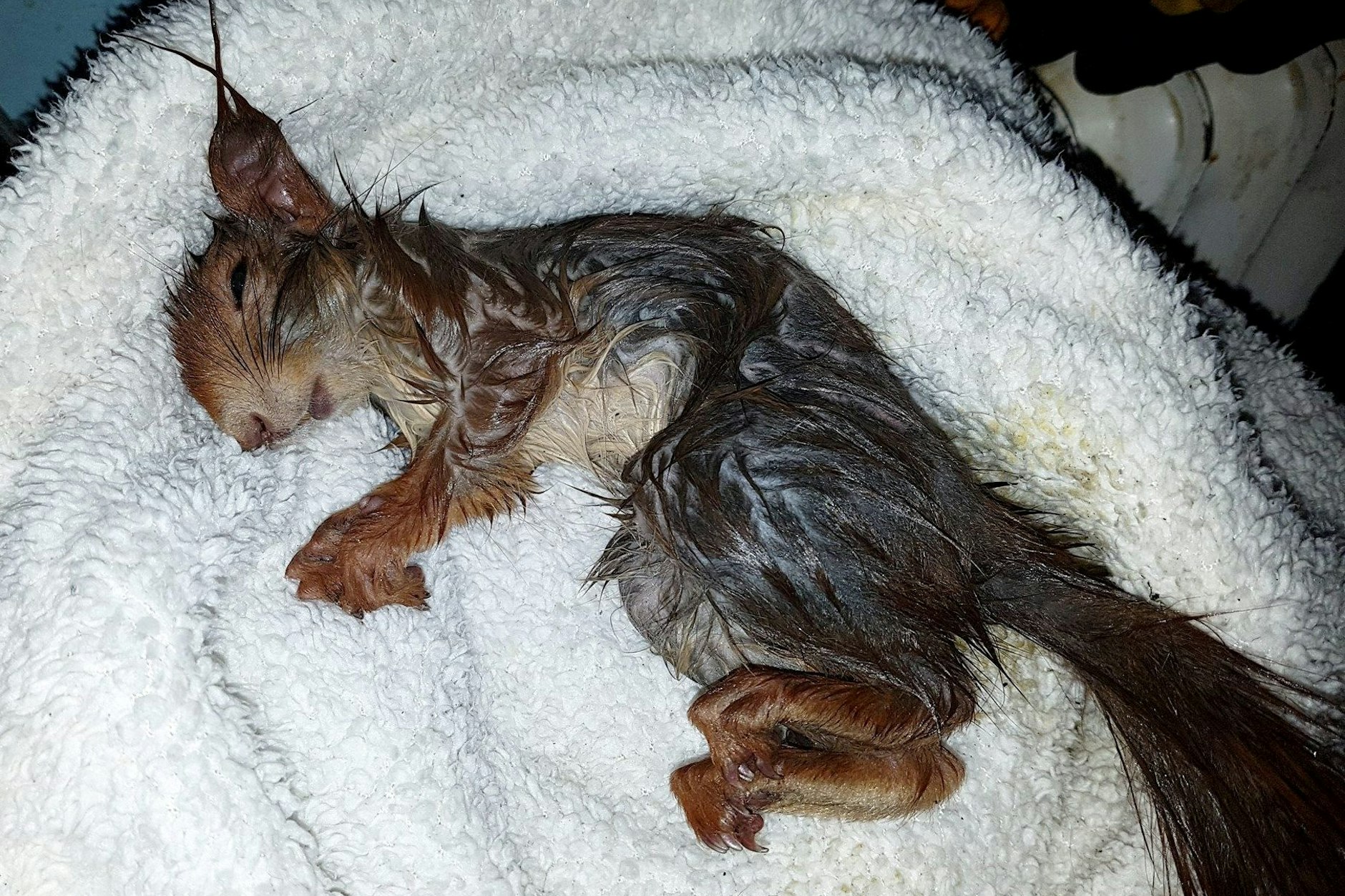 Manches Eichhörnchen verfängt sich sogar in einem Gullydeckel, wie in diesem Fall. Es konnte gerettet werden.