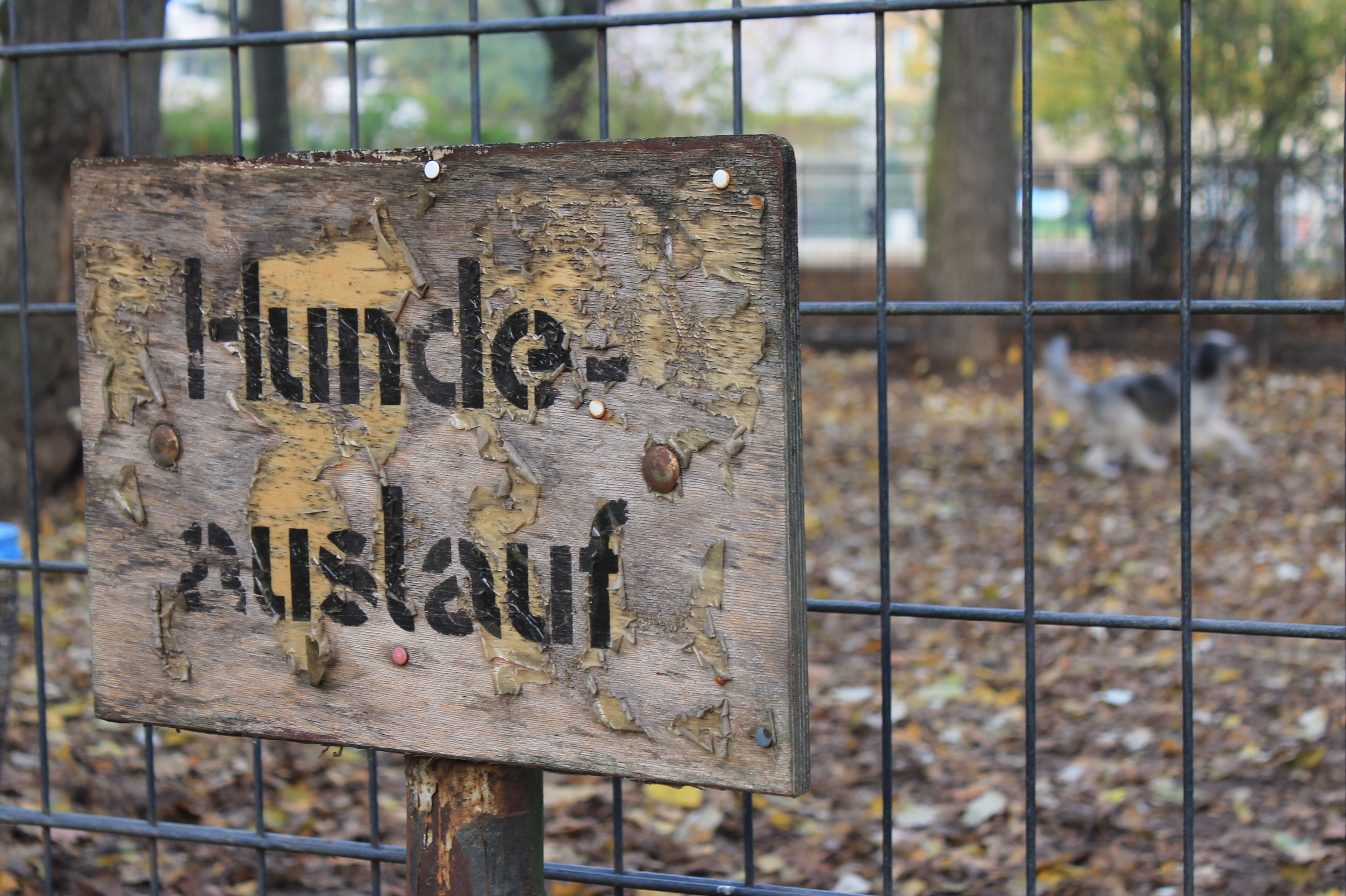 Auf einem abgezäunten Gelände gibt es einen eigenen Hundeauslauf im Volkspark Wilmersdorf.