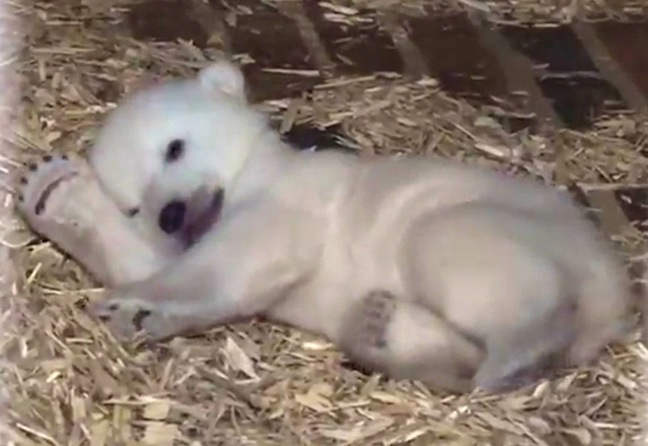 Großwerden macht müde: das Eisbärenjunge im Berliner Tierpark.