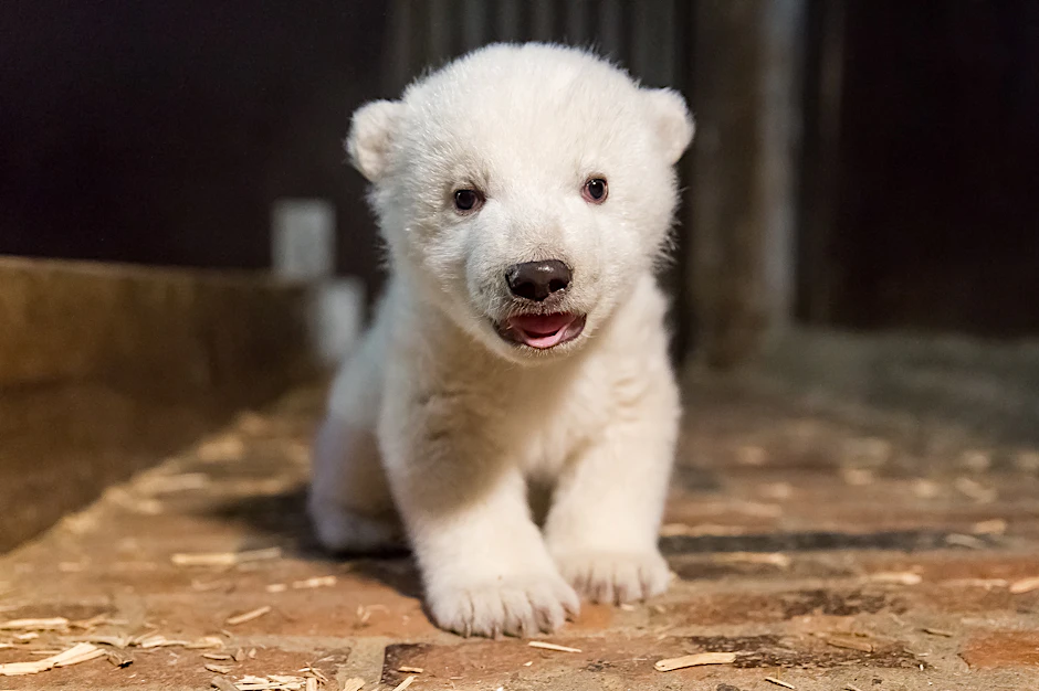 So niedlich ist Berlins Eisbär-Nachwuchs - jetzt hat er einen Namen.