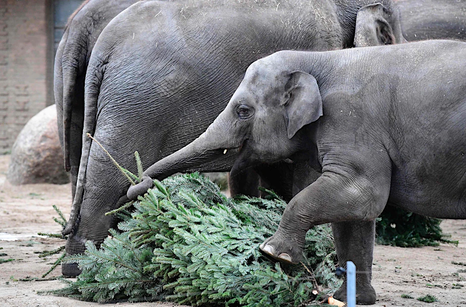 Dieser kleine Elefant versucht sich an einer Weihnachtsbaumspitze.