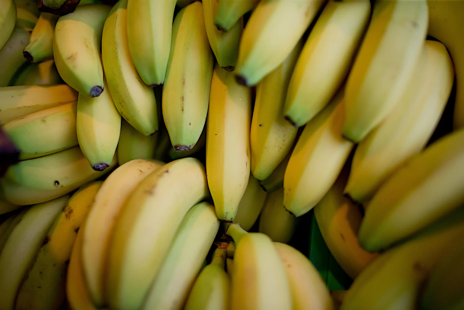 Monokulturen sind besonders anfällig für Epidemien. Darum sind Bananen nun durch eine Pilzkrankheit vom Aussterben bedroht.
