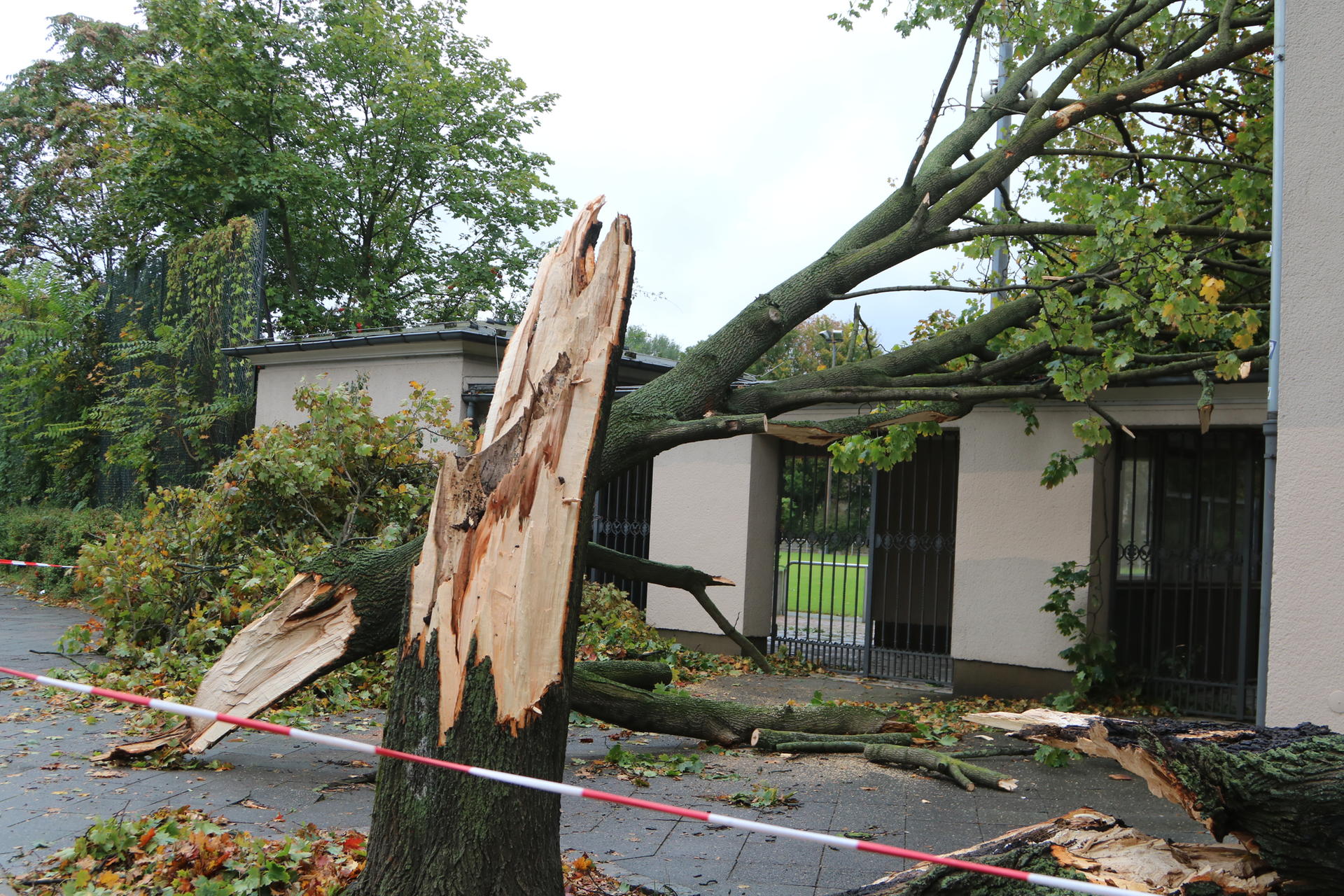 Herabgestürzter Baum an der Hanne-Sobek-Sportanlage in der Seestraße.