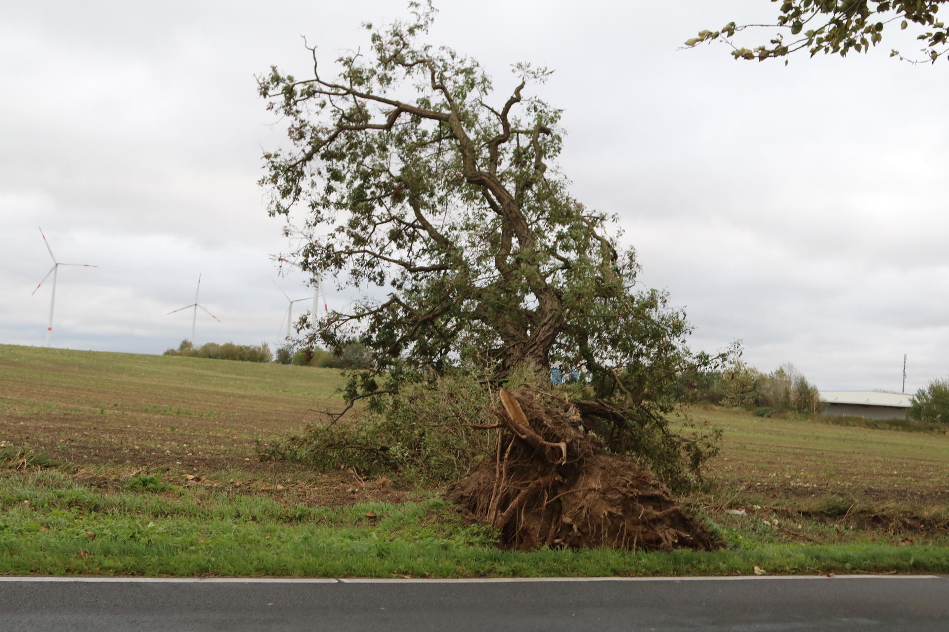 Ein umgestürzter Baum im Bucher Weg zwischen Lindenberg und Buch.