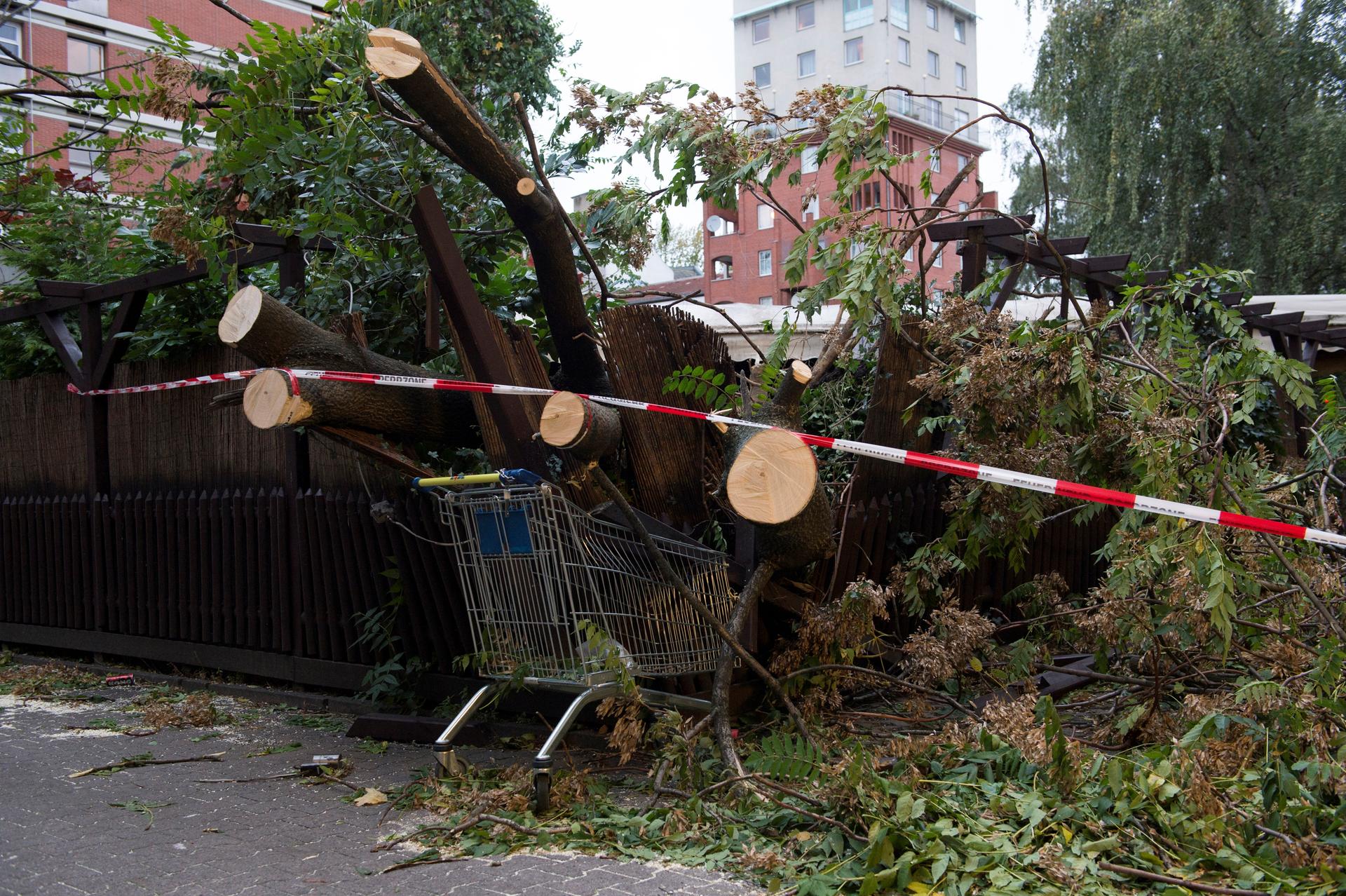 Ein vom Sturm umgekippter und von der Feuerwehr zersägter Baum liegt in Berlin auf einem Grundstück.