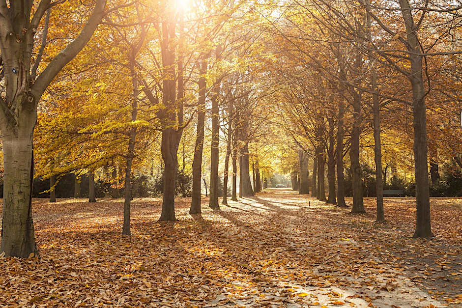 Das Wochenende eignet sich perfekt für einen Herbstspaziergang – zum Beispiel durch den Tiergarten.