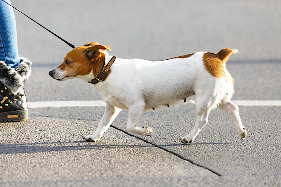 Die vor fünf Jahren mit großen Tamtam begonnene Arbeit an einem Regelwerk für Hundebesitzer wäre fast versandet.