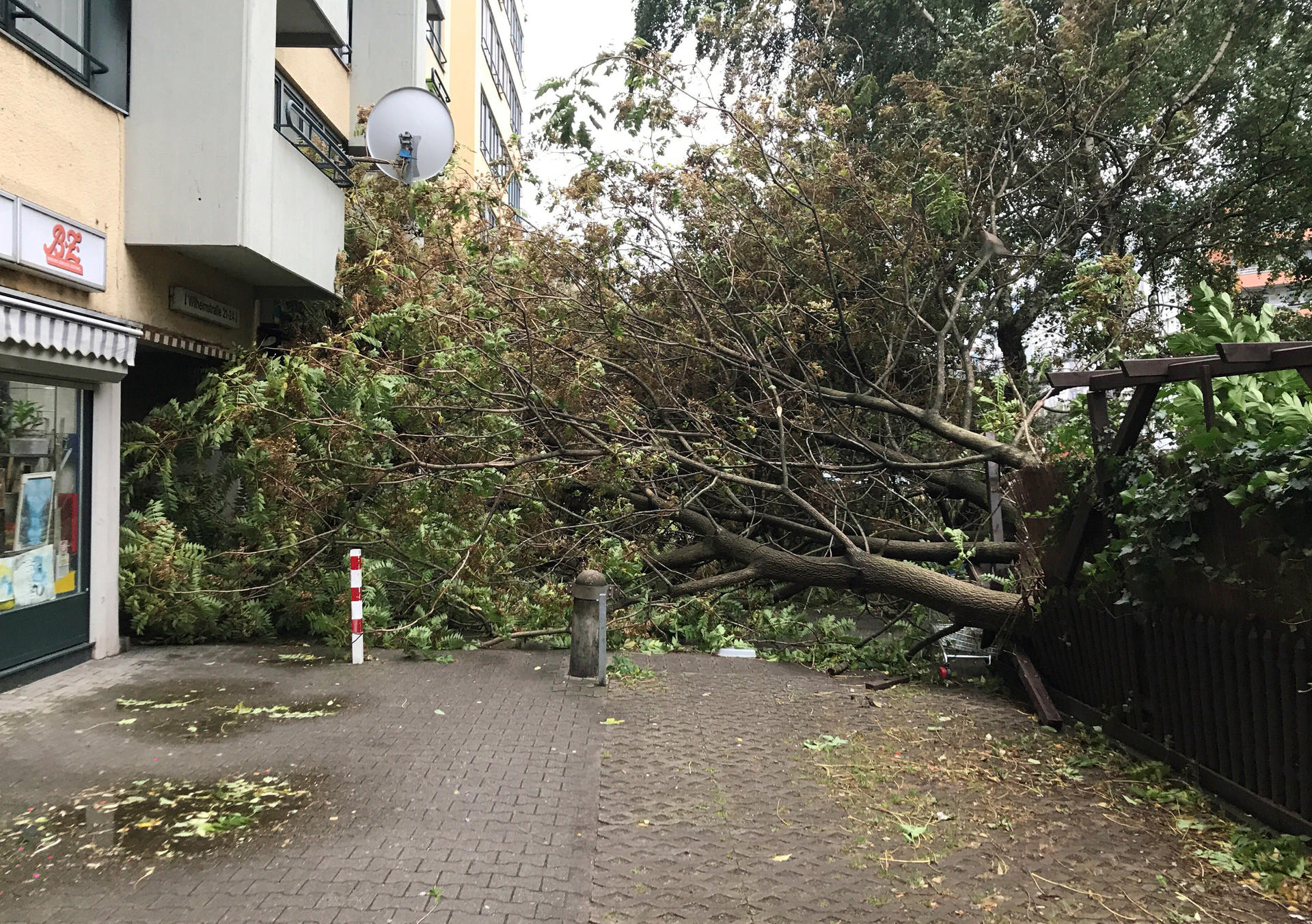 Ein Baum blockiert den Fußweg auf der Wilhelmstraße in Kreuzberg.