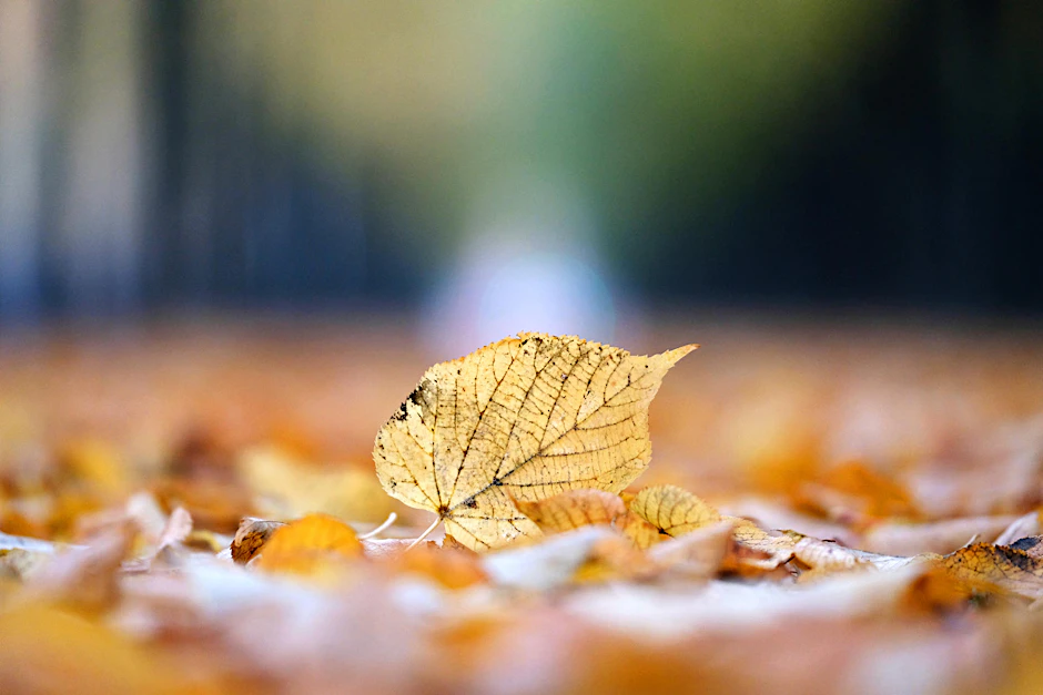 Das schöne Herbstwetter verschwindet übers Wochenende - kommt laut Meteorologen aber zurück. 